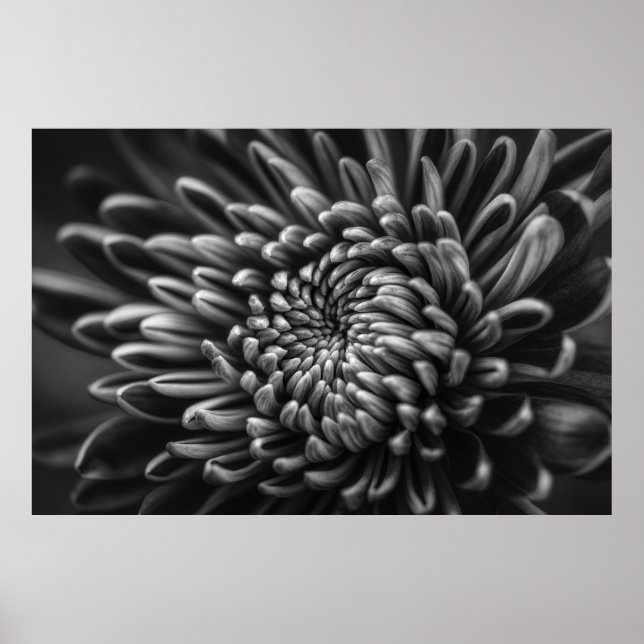 POSTER FOTO GRAYSCALE DE CRISSANTEMUM (Frente)
