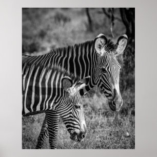 POSTER FOTO GRAYSCALE DE ZEBRAS