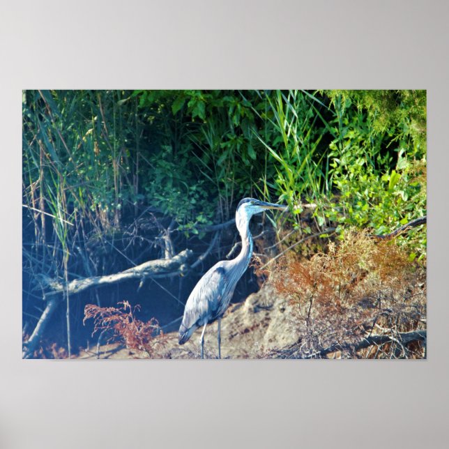 Poster Foto Heron Azul do excelente (Frente)