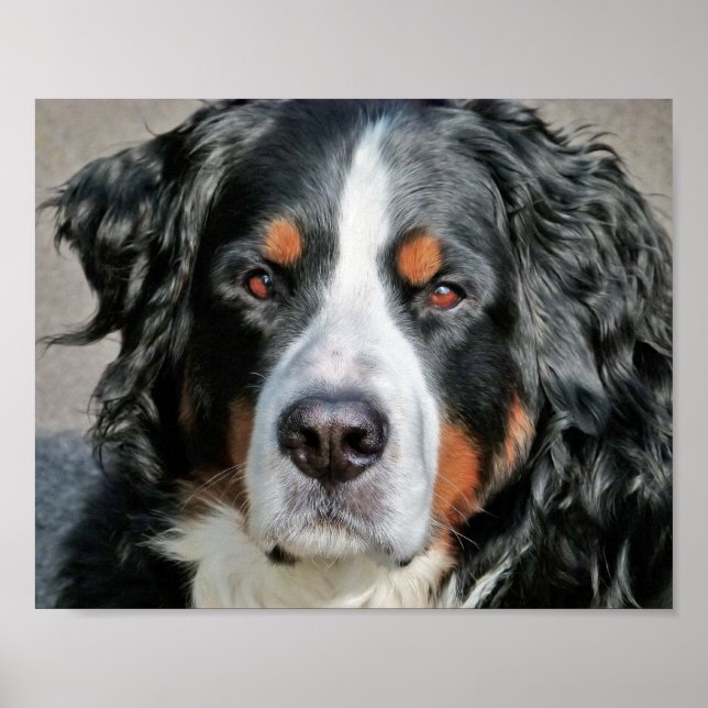 Poster Foto Imagem do Cão de Montanha Bernês (Frente)
