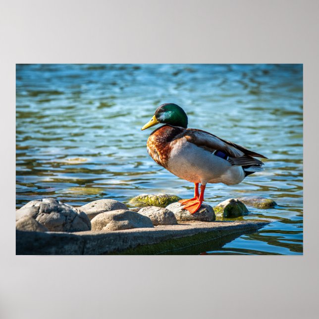 Poster Foto Impressa do Pato-real | Cena do Lago da Vida  (Frente)