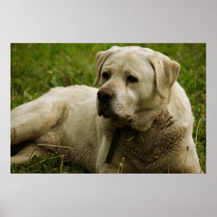 Póster Foto Labrador