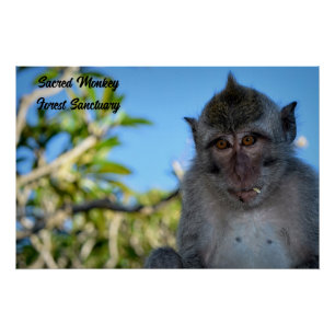 Póster Foto legal do macaco