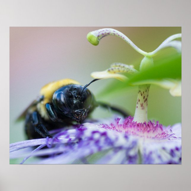 Poster Foto macro Bumble Bee (Frente)