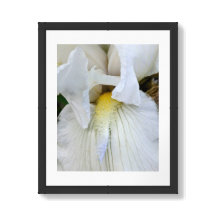 Foto Macro de Flor de Íris Barbada Branca