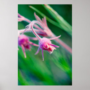 Poster Foto macro de flores da pradaria em Montana