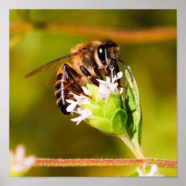 Poster Foto macro de uma abelha de mel (Frente)