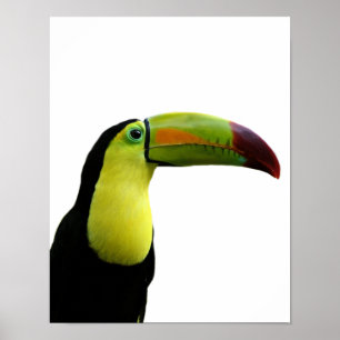 Póster Foto moderna tropical exótica animal de Toucan