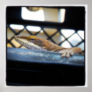 Póster Foto: Mulher Green Anole Lizard