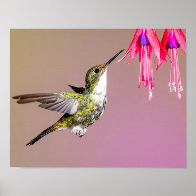 Poster Foto natural de Hummingbird Fuchsia (Frente)
