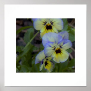 Póster Foto Pansy Amarelo Roxo