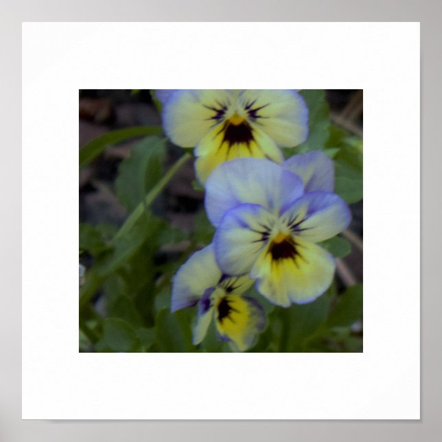 Póster Foto Pansy Amarelo Roxo (Frente)