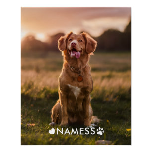 Póster Foto Personalizada Com O Nome Do Seu Cachorro