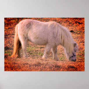 Poster Foto Pony