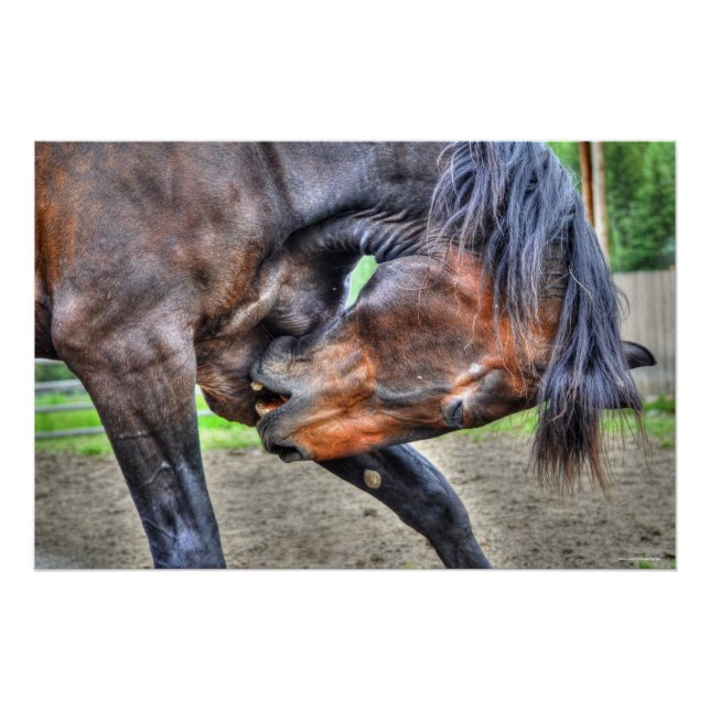 Póster Foto Preventiva de Cavalos de Gelding de Percheron (Frente)