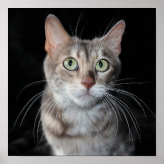 Poster Foto Rara de Gato Bengala Azul Marmoreado