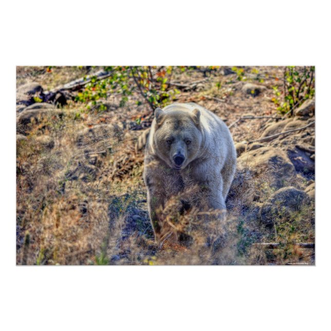 Póster Foto Rare Kermode Bear (Spirit Bear) (Frente)