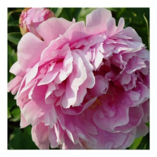 Póster Foto rosa de Peony caseiro caseiro caseiro floral