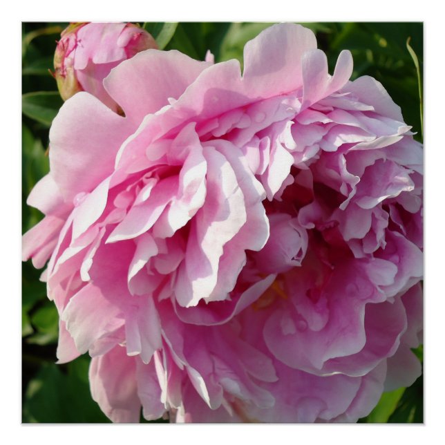 Póster Foto rosa de Peony caseiro caseiro caseiro floral (Frente)