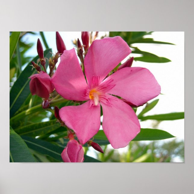 Póster Foto rosa Oleander (Frente)