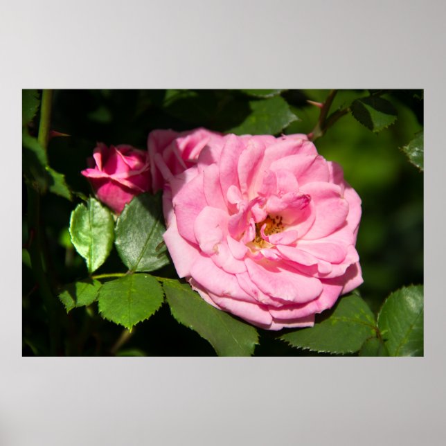 Poster Foto rosa-rosa-grande-branca (Frente)
