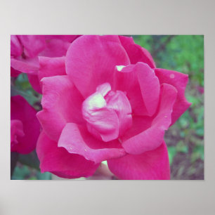 Póster Foto Rosa Rosa Rosa Escuro