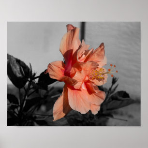 Póster Foto Seletiva da Flor do Hibiscus Duplo Peach
