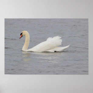 Poster Foto Swan