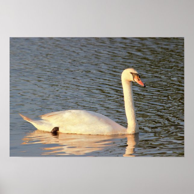 Poster Foto Swan (Frente)