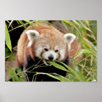 Poster Foto vermelha panda, animais 0513.