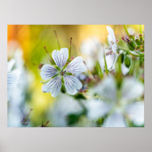 Poster Fotografia Abstrata da Flor de Gerânio Branco da N