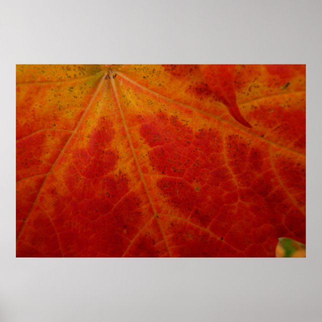 Póster Fotografia Abstrata da Folha de Bordo Vermelha de  (Frente)