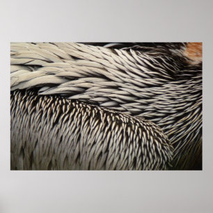 Póster Fotografia Abstrata da Natureza de Penas de Pelica