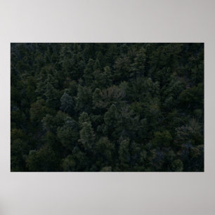 Poster Fotografia aérea de árvores