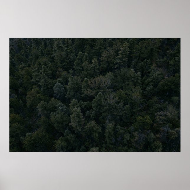 Poster Fotografia aérea de árvores (Frente)