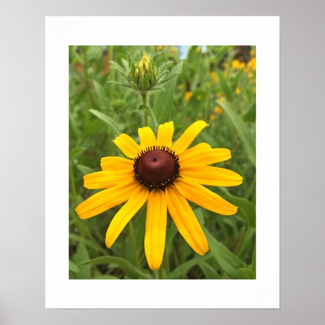 Póster Fotografia aproximada da flor e botão de Rudbeckia (Frente)
