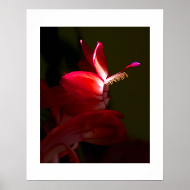 Póster Fotografia aproximada de flor de cacto de Natal ve (Frente)