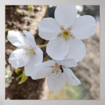 Fotografia aproximada de flor de cerejeira