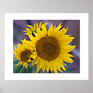 Poster Fotografia aproximada de girassóis em cacho floral