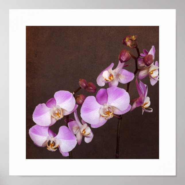 Póster Fotografia aproximada de orquídea roxa e branca (Frente)