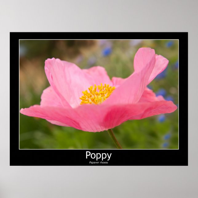 Poster Fotografia aproximada de papoula rosa linda (Frente)