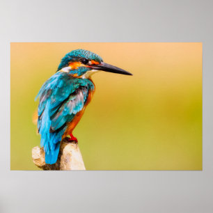 Poster Fotografia aproximada do Kingfisher Bird Wildlife