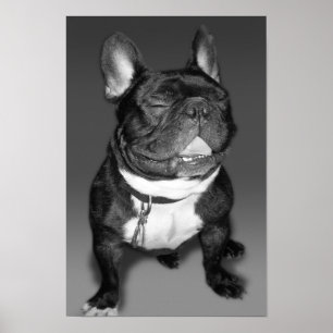Poster Fotografia artística de um sorriso de cachorro-gr
