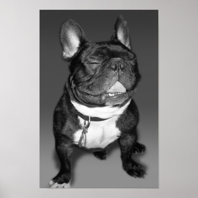 Poster Fotografia artística de um sorriso de cachorro-gra (Frente)