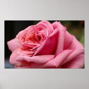 Póster Fotografia Bonito Floral Rosa Rosa I