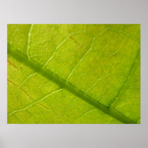 Poster Fotografia Botânica de Folhas Verdes da Natureza