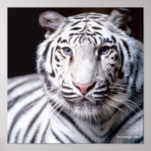 Póster Fotografia branca do tigre de Bengal