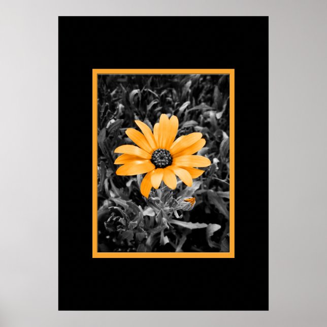 Poster Fotografia Color Splash Spring Flash African Daisy (Frente)