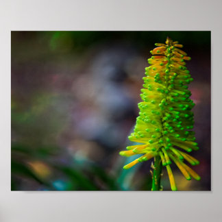 Poster Fotografia colorida das flores psicodélicas