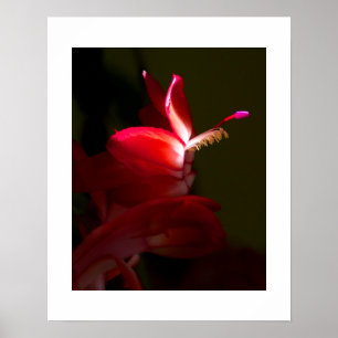Póster Fotografia cor-de-rosa do Fim-Acima da flor do